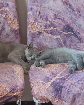 Gatto di razza