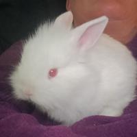 Cuccioli di coniglio
