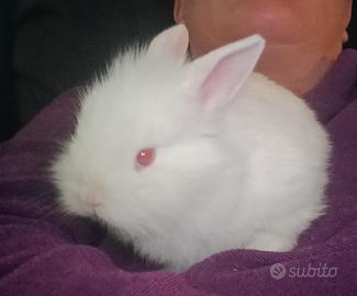 Cuccioli di coniglio