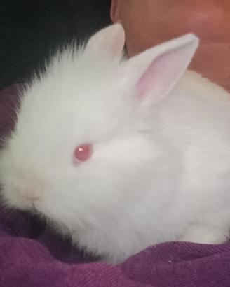 Cuccioli di coniglio