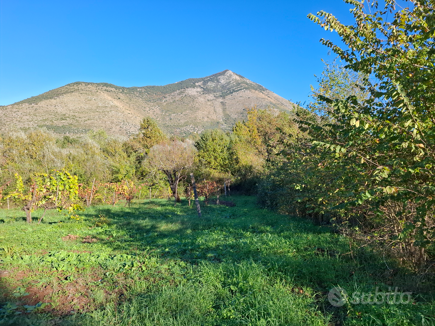 Terreno con vigna e uliveto - Vista 3