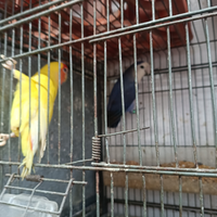 Inseparabili