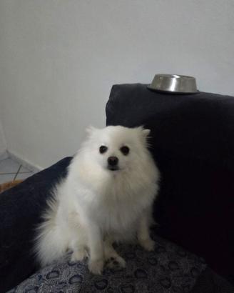 Accoppiamento