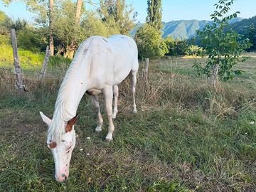 Puledro paint