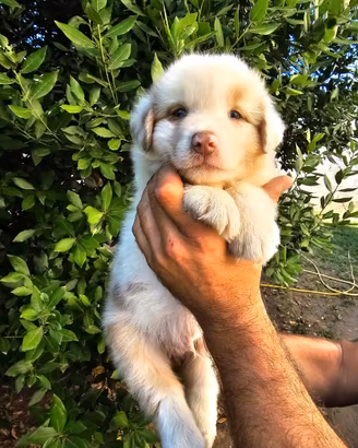 Cucciolo di pastore australiano