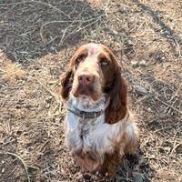 Cocker Spaniel Inglese per monta