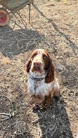 Cocker Spaniel Inglese per monta