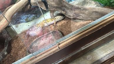 Geco Leopardino