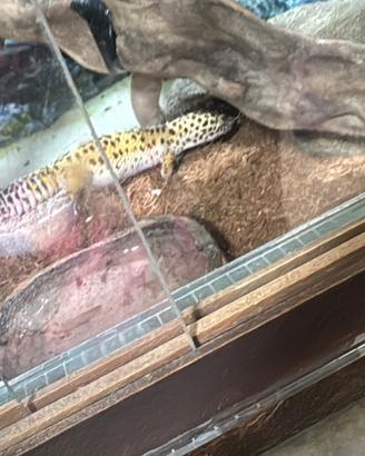 Geco Leopardino