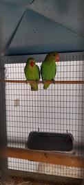 Inseparabili Taranta
