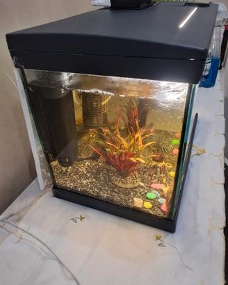 Acquario
