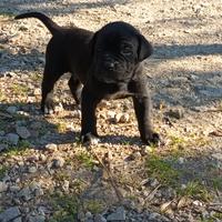 Cane corso