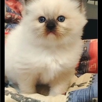 Dolcissimi Ragdoll con pedigree