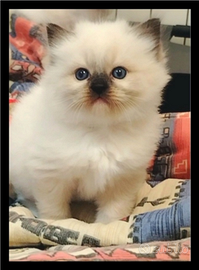 Dolcissimi Ragdoll con pedigree