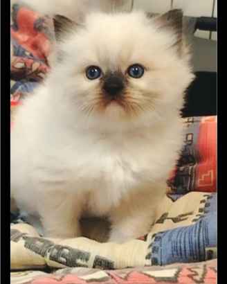 Dolcissimi Ragdoll con pedigree