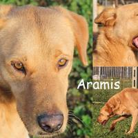 Aramis, giovane e giocoso