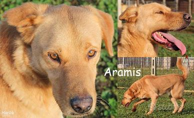 Aramis, giovane e giocoso