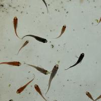 Medaka, Oryzias Latipes - Mix - Selezionati