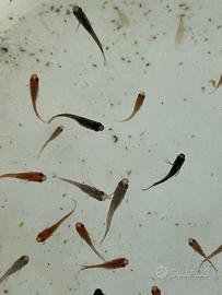 Medaka, Oryzias Latipes - Mix - Selezionati