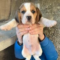 Disponibili cuccioli di beagle originali