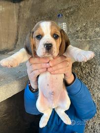 Disponibili cuccioli di beagle originali