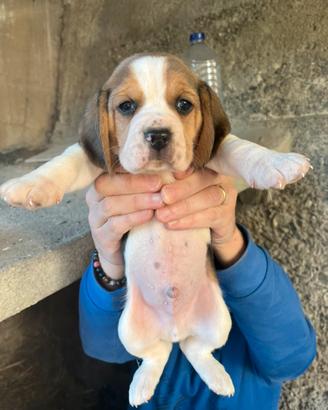 Disponibili cuccioli di beagle originali