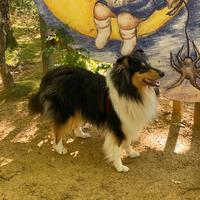 Pastore Scozzese (Rough Collie)