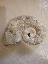 Fossile Ammonite Alocolytoceras