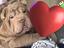 Immagine 6