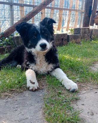 Cucciola mix pastore