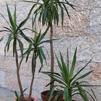 piante di yucca o tronchetto della felicità 
