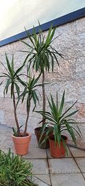 piante di yucca o tronchetto della felicità 