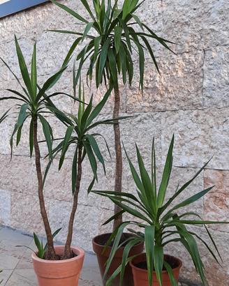 piante di yucca o tronchetto della felicità 