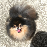 Spitz tedesco nano Pomerania pedigree monte