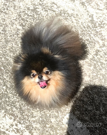 Spitz tedesco nano Pomerania pedigree monte