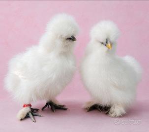 Moroseta galline coppia