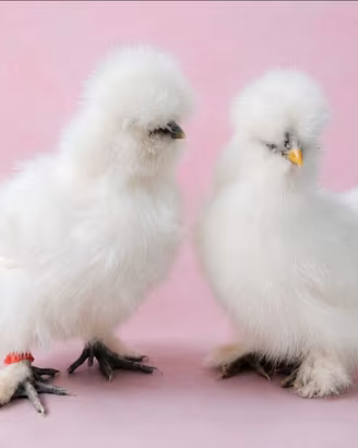 Moroseta galline coppia