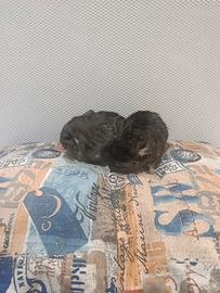 Cucciolo di cincillà beby