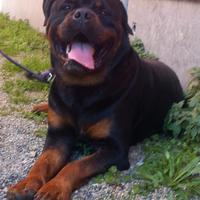 Rottweiler maschio accoppiamento (monta)