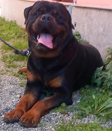 Rottweiler maschio accoppiamento (monta)