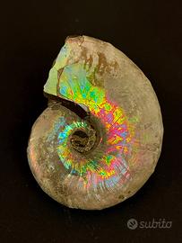 Ammonite fossile (Madagascar)