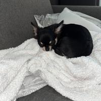 Cucciolo chiwuawua di 7 mesi