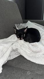 Cucciolo chiwuawua di 7 mesi