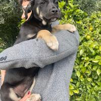 Cucciolo cane dolce vaccino Labrador meticcio