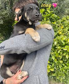 Cucciolo cane dolce vaccino Labrador meticcio