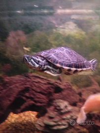 Tartaruga