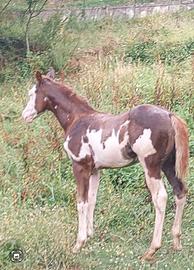 Puledra paint