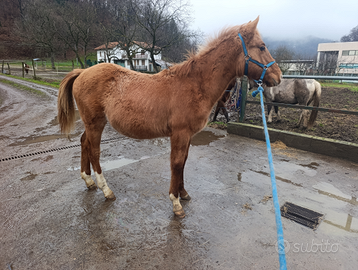 Puledro Criollo X Quarter