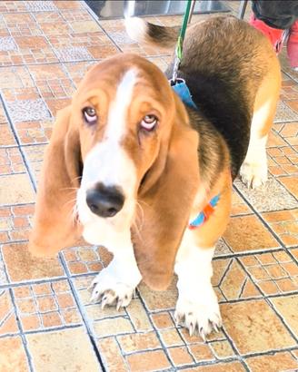 Basset hound
