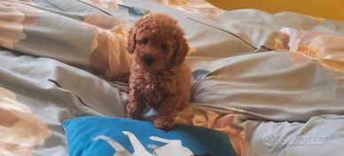 Cucciola red toy